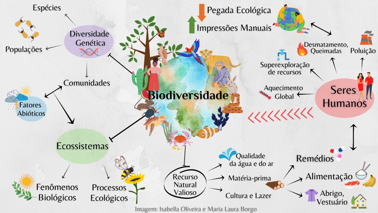 Que Exemplo De Nível De Biodiversidade Está Destacado No Gráfico