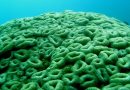 [PODCAST] Corais, algas e o balanço da vida