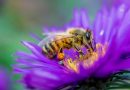 Os campos eletromagnéticos podem afetar as abelhas?